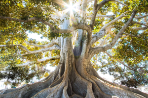 árvore com raízes sobre a luz do sol