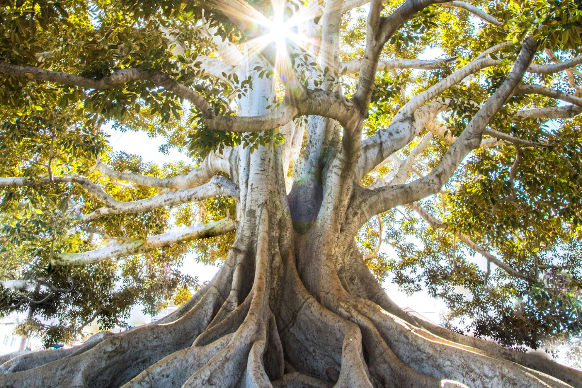 árvore com raízes sobre a luz do sol